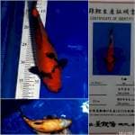 Hiu Utsuri Dainchi, 30cm