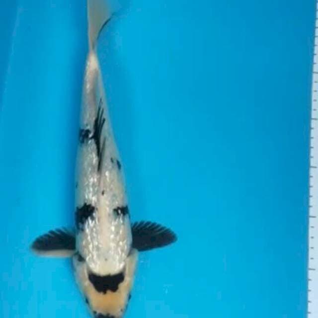 SHIRO GINRIN 33 CM