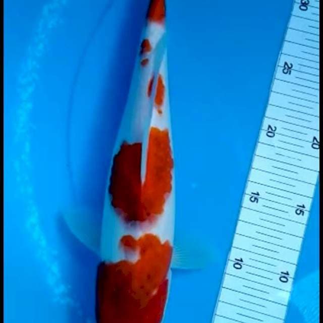 AI GOROMO MUNUK 33 CM