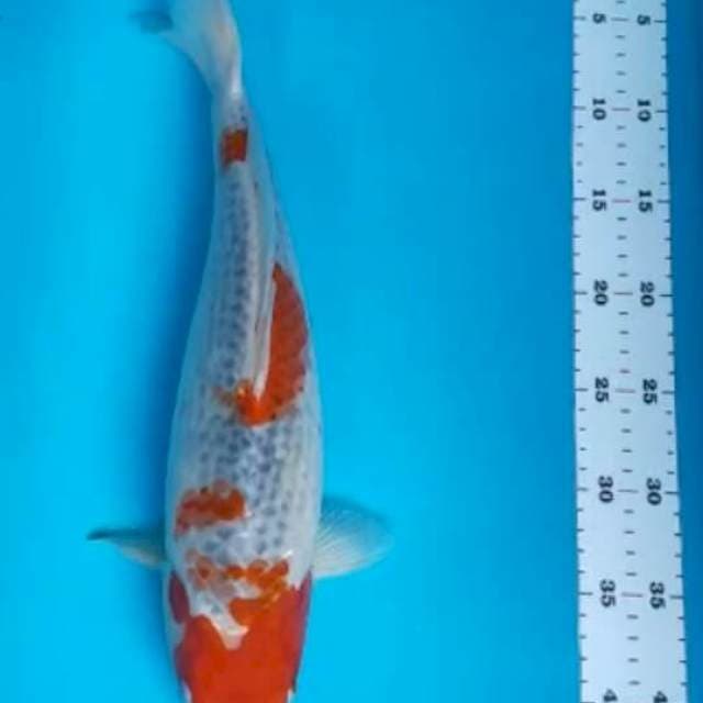 GOSHIKI MUNUK 40 CM