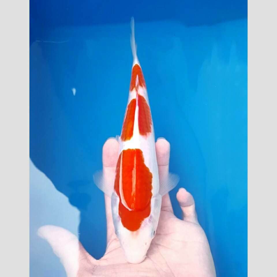 kohaku 3step