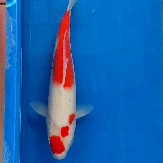 Kohakku