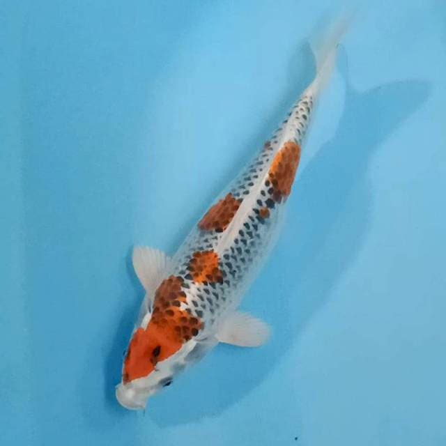Kujaku 37 cm
