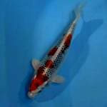 Kujaku 37 cm