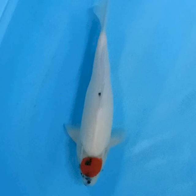 Tanco showa 35 cm
