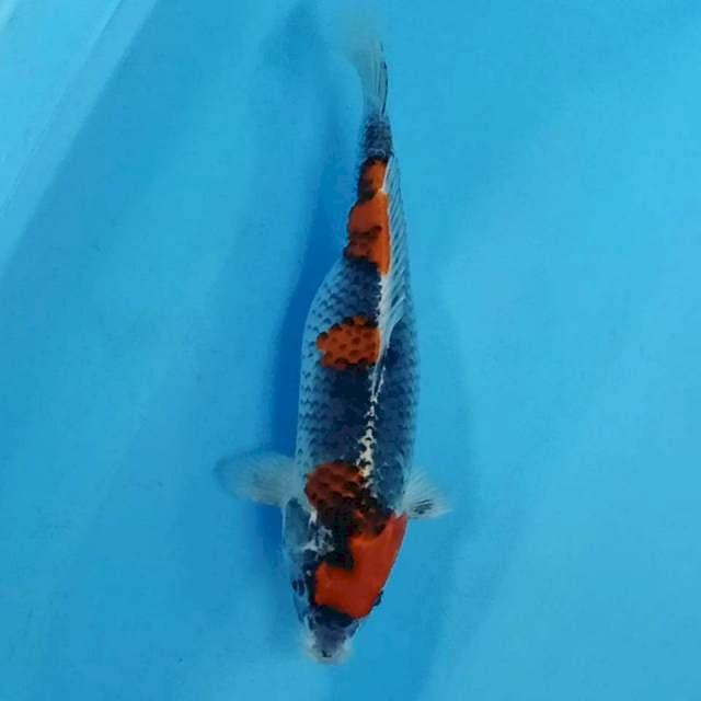 Ghosiki 36 cm