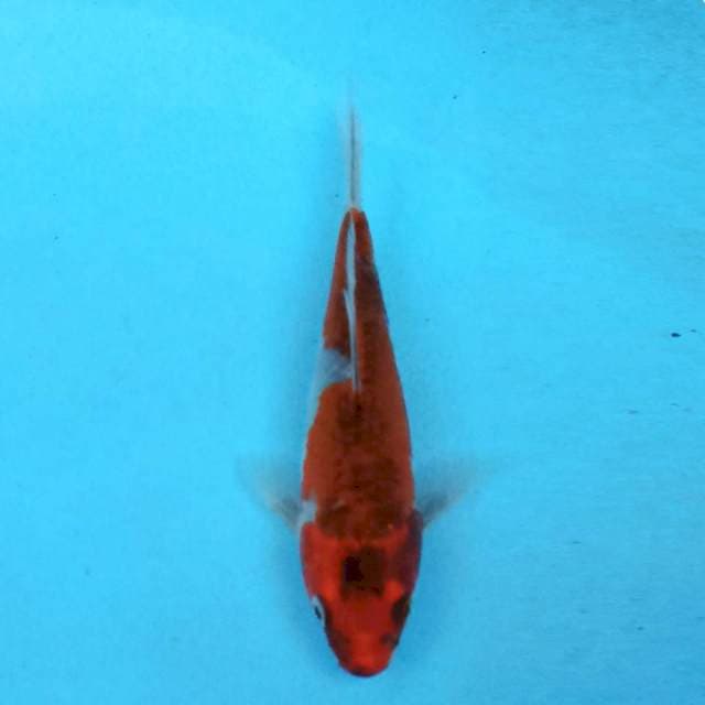 Kin Showa 16cm