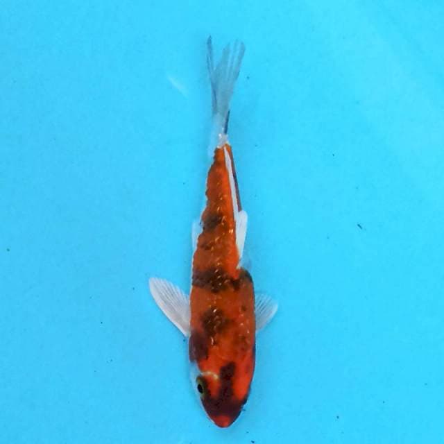 Kin Showa Ginrin 13cm