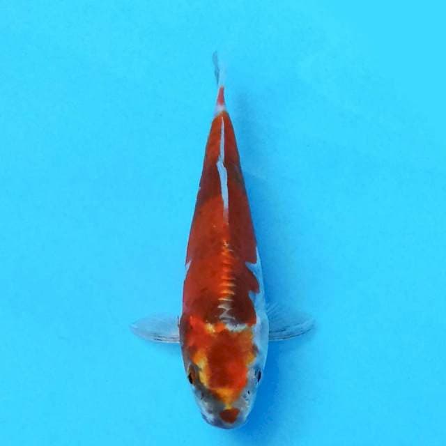 Kin showa Doitsu 15cm
