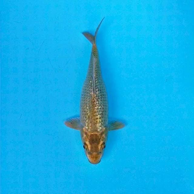 Kawarimono Ginrin 20cm