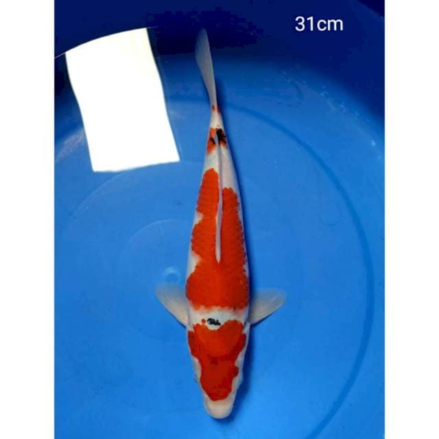 Sanke tsubosumi 31cm