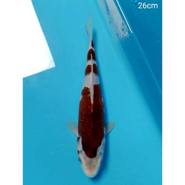 Goromo 3step ori 26cm