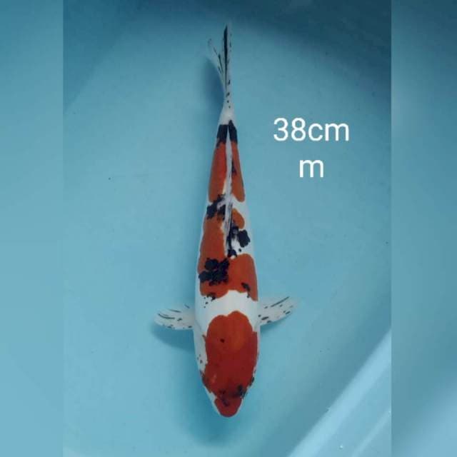 Jumbo sanke doitsu 38cm