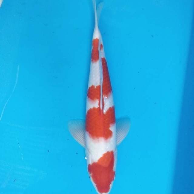 Kohaku 34 cm