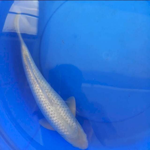 Soragoi ginrin 44 cm