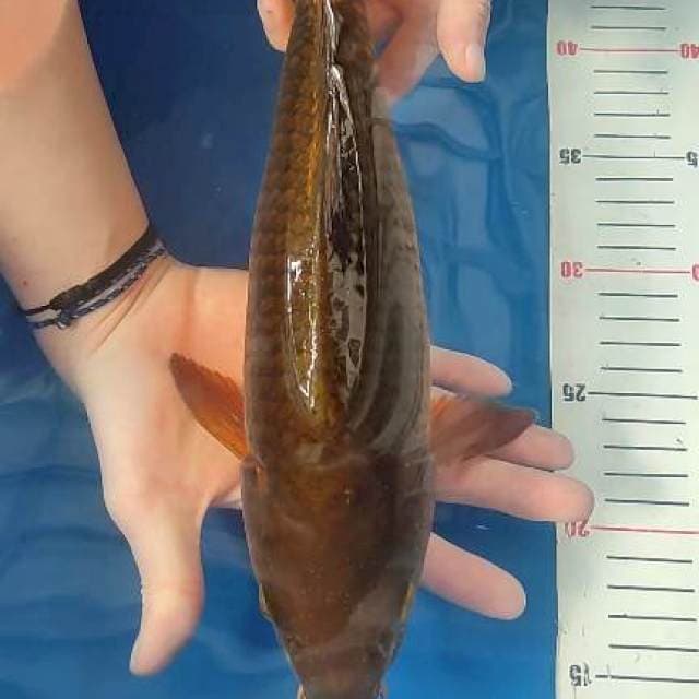 Cagoi tembaga good ring