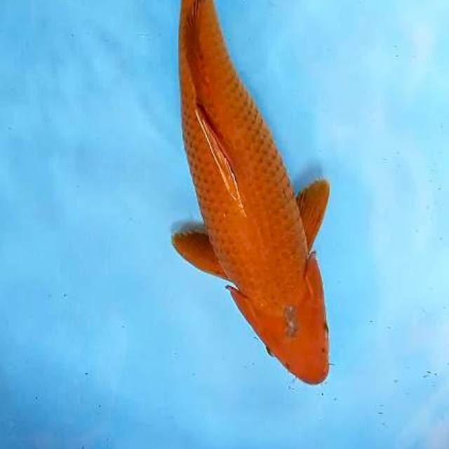Cagoi 37 cm