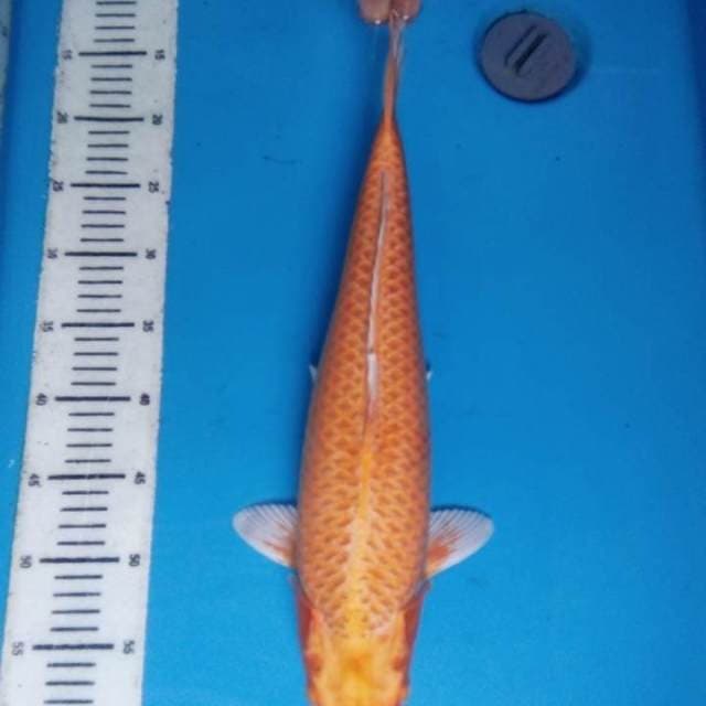 Yamabuki Ogon 45 cm