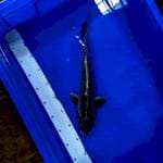 Mukasi 34cm Male