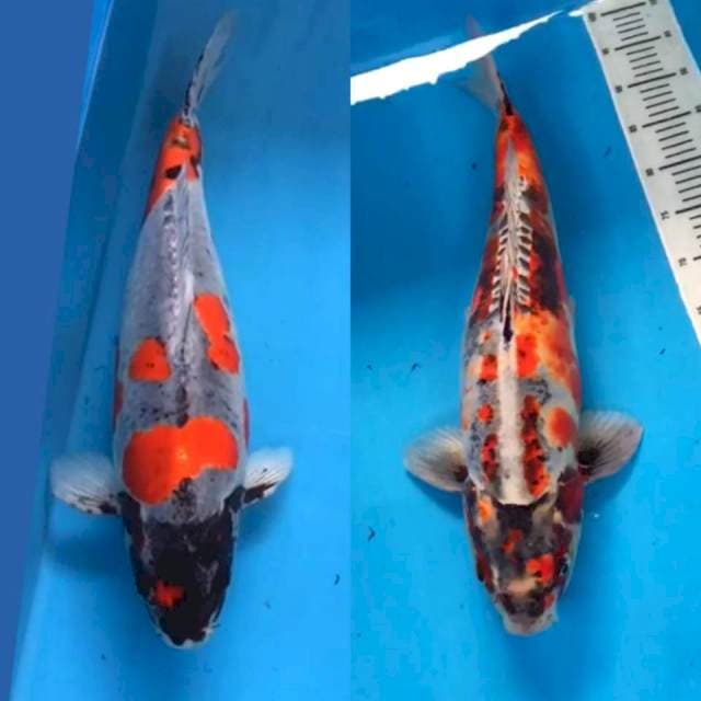 Benikiko OGATA 65BU Sepasang
