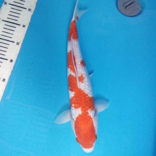 Kohaku Ginrin 37 cm