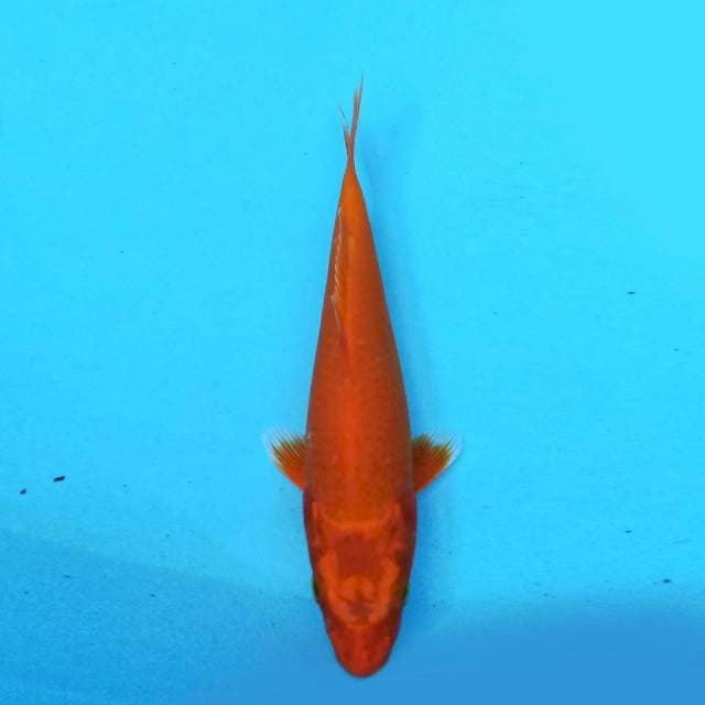 Orenji Ogon 16 cm