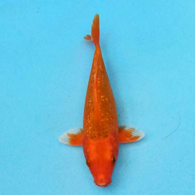 Orenji Ogon Ginrin 19 cm
