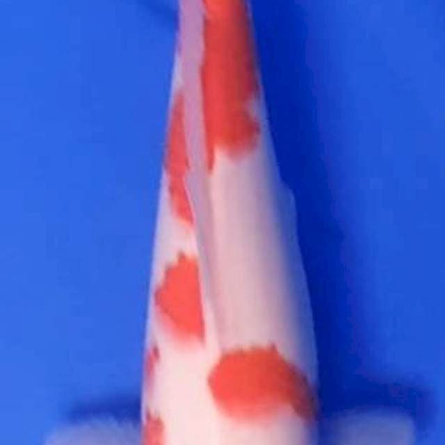 Kohaku 33Cm
