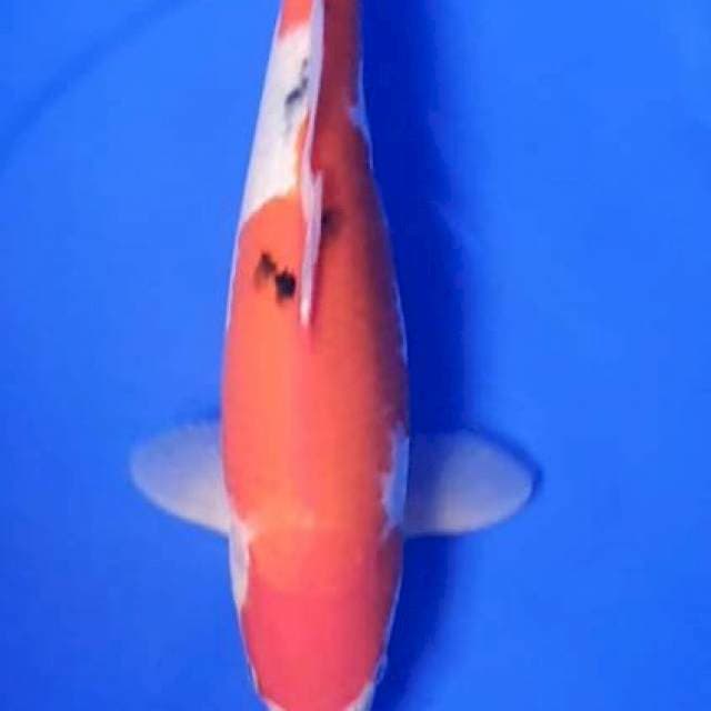 Sanke 34Cm