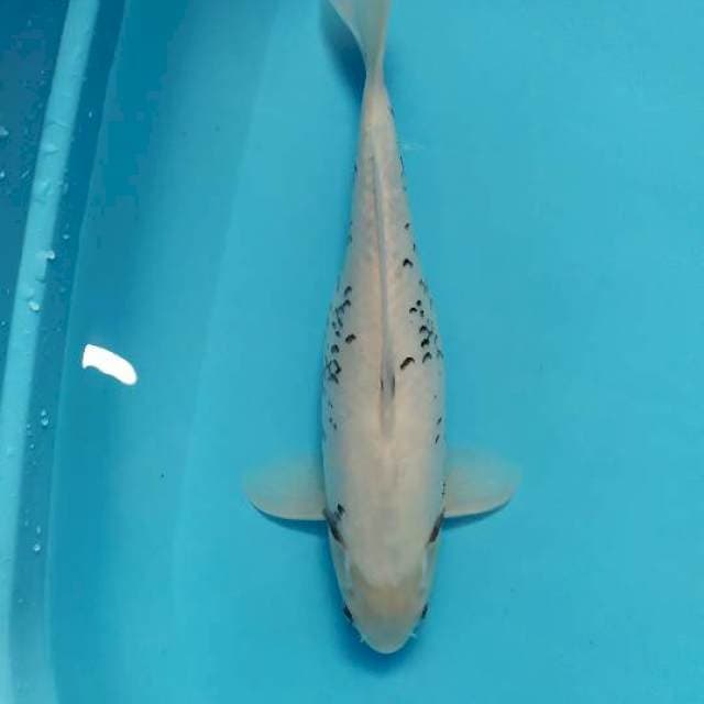 matsubawake 41 cm