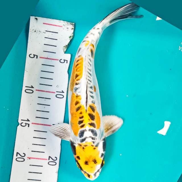 Kiko Jantan 29cm