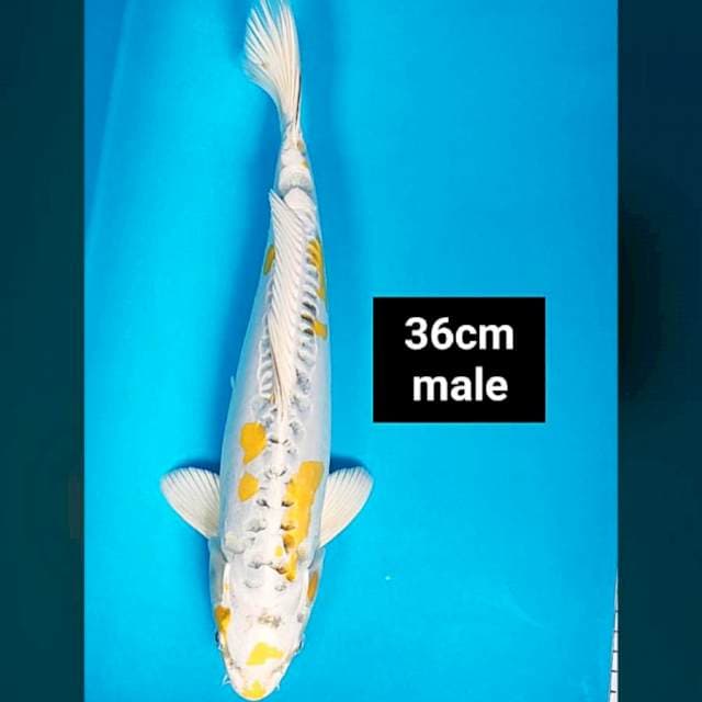 Hariwake doitsu 36cm male