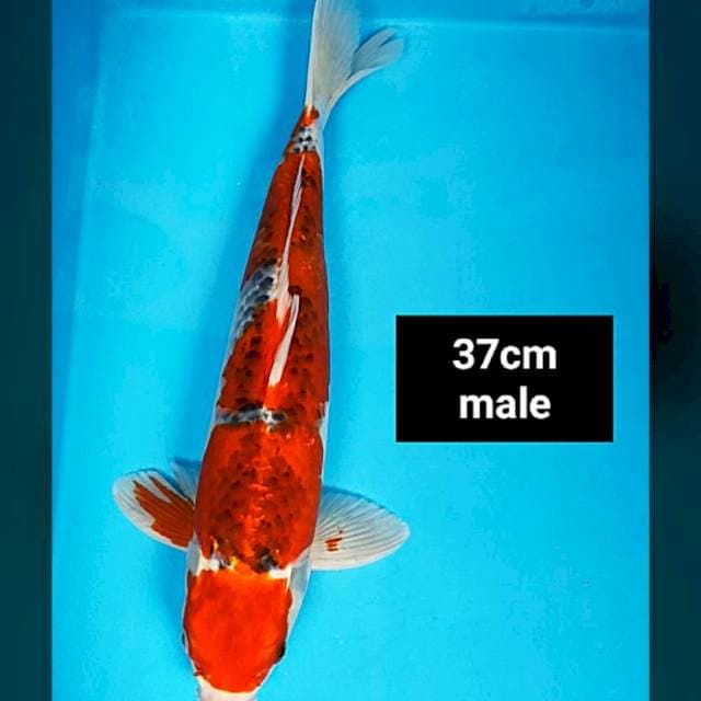 Goshiki super red 37cm male