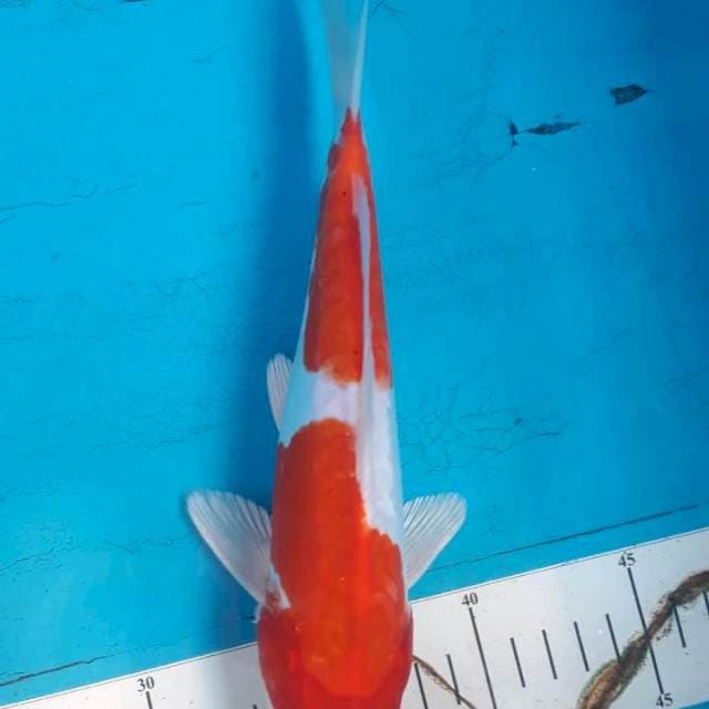 Kohaku doitsu 23 cm