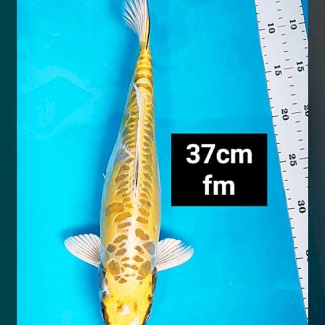 Antik kawari 37cm