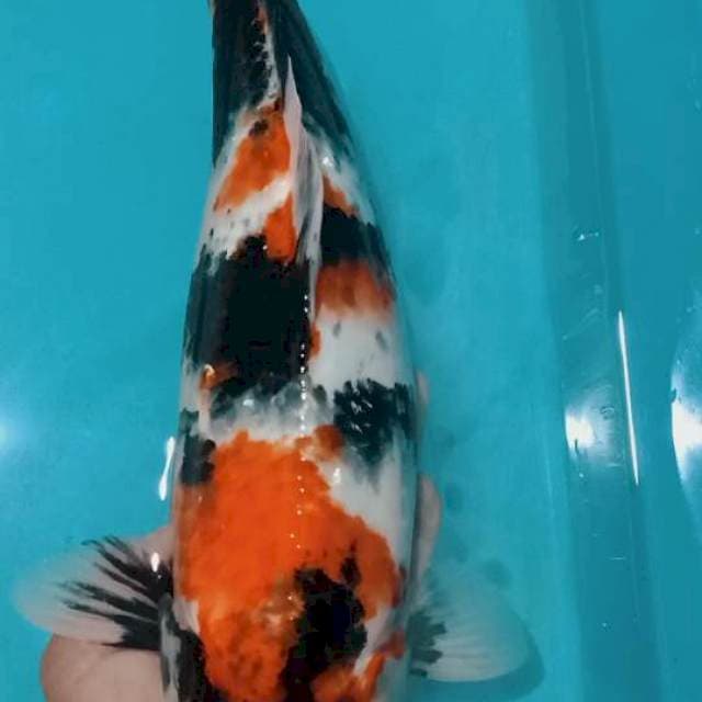Showa