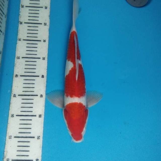 Kohaku 35 cm