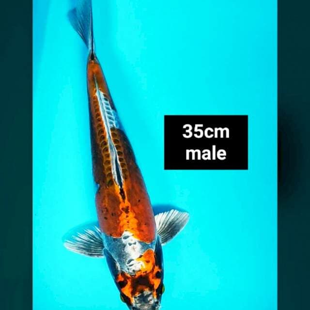 Kiko super strong 35cm male