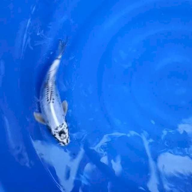 kikko