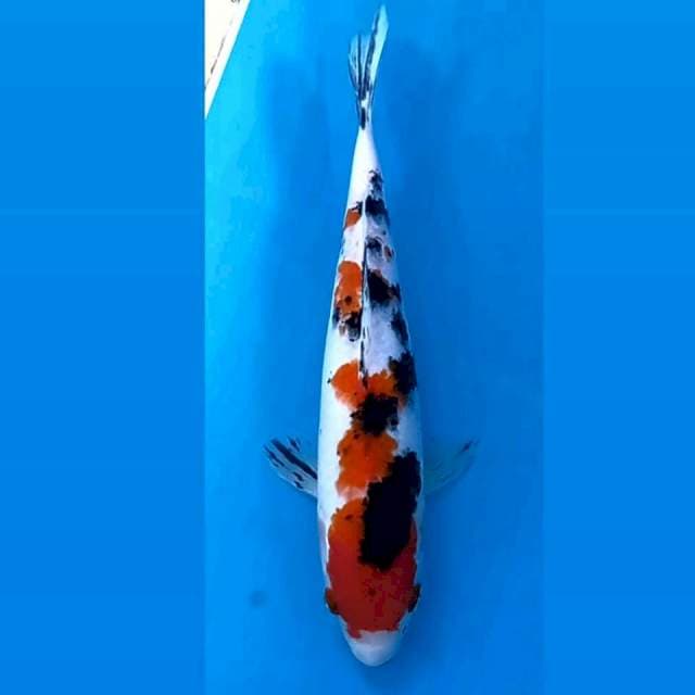 Sanke, 23 cm
