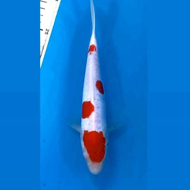 Kohaku doitsu, 21 cm