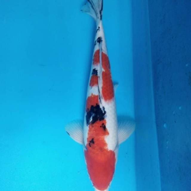 Sanke 37 cm