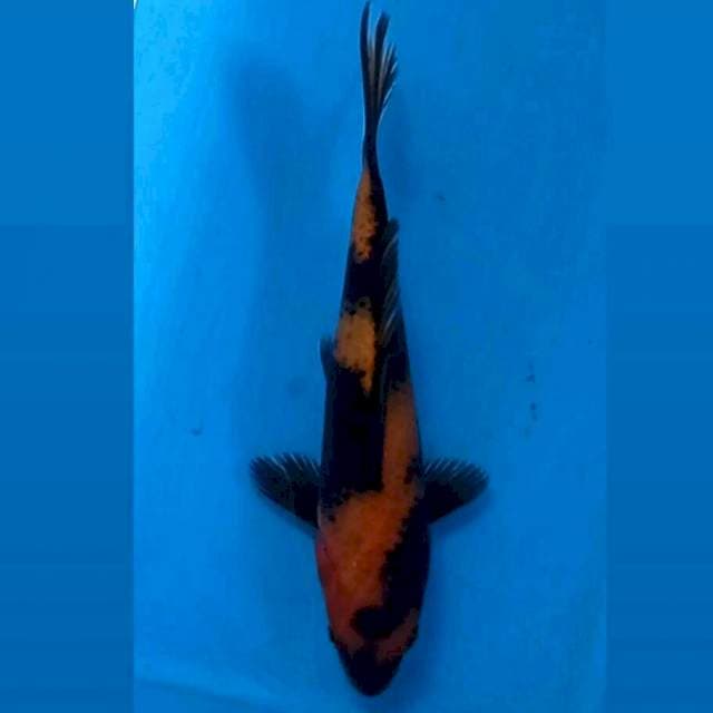 Hi utsuri, 20 cm