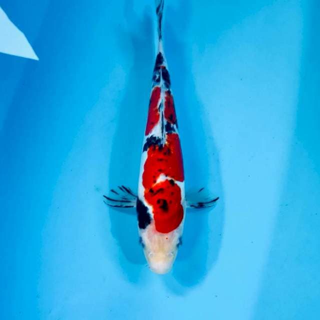 Doitsu, 26 cm