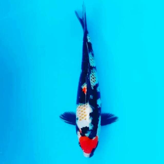 MARUTEN SHOWA KANOKO 33CM