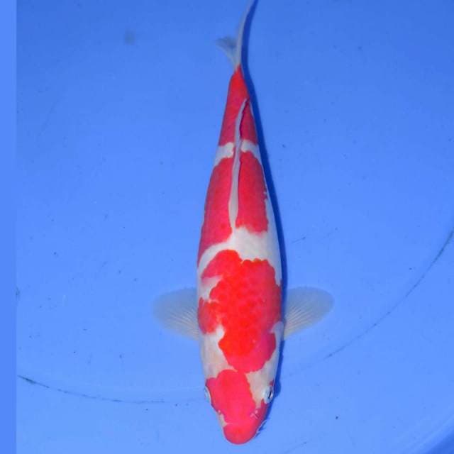 UTSUKHUSI KOHAKU