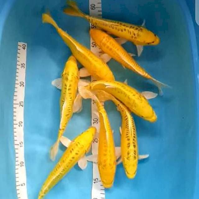 Paket 8 ekor Banana