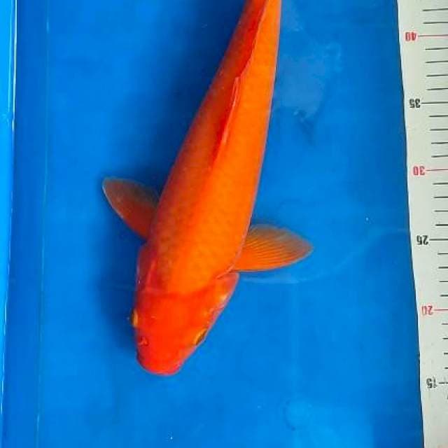 Benigoi tembus perut 36cm