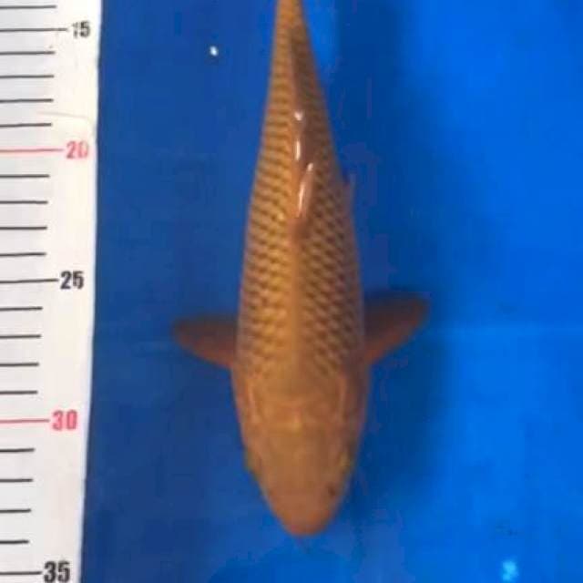 Cagoi tembaga 25bu