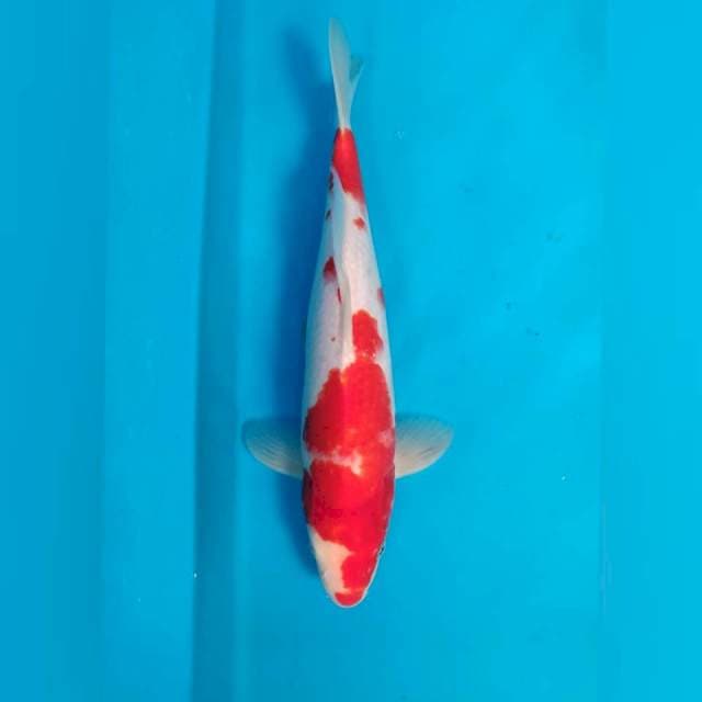 MerahPutih 35